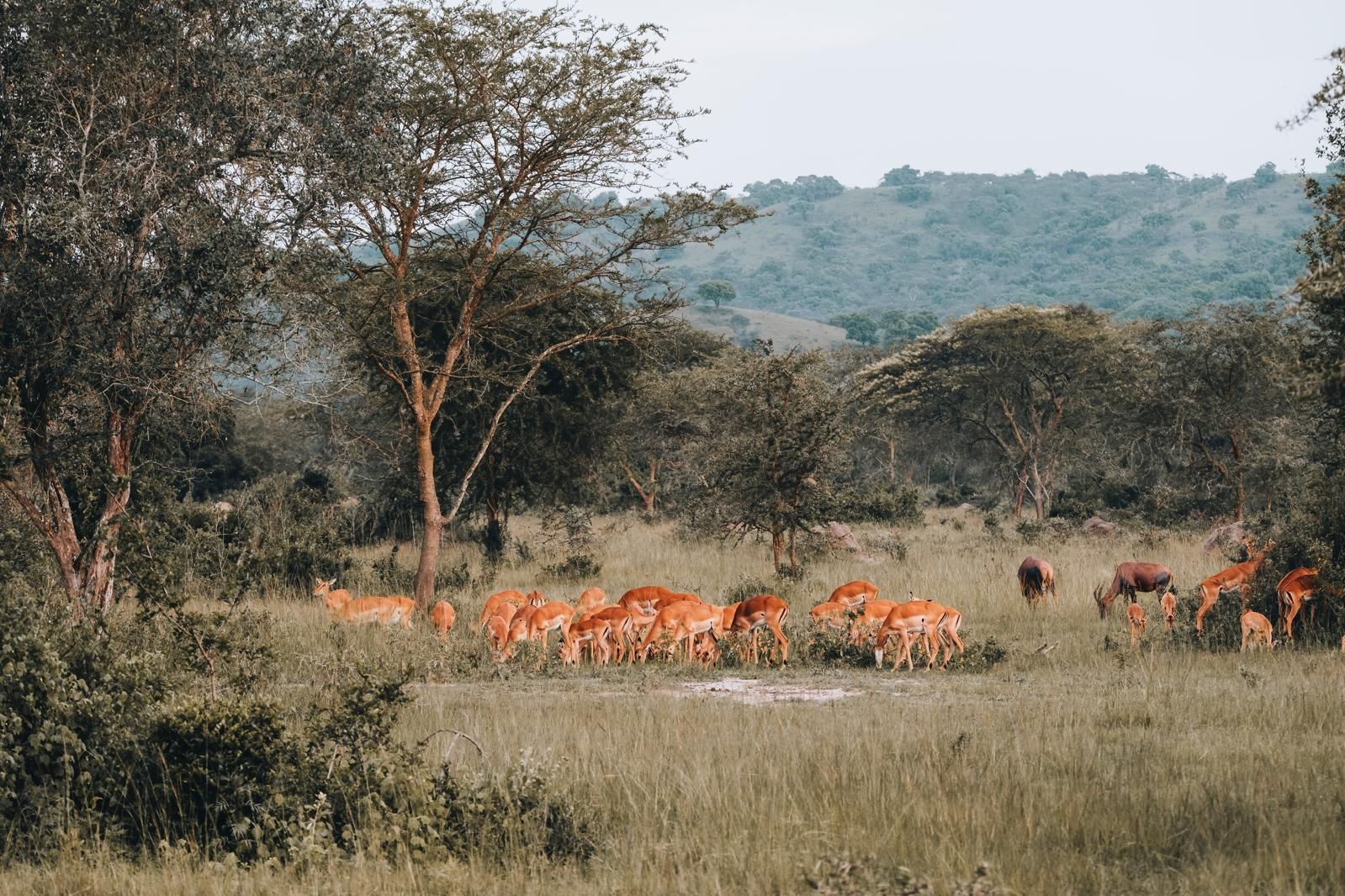 Safari vehicle moving through open East African plains